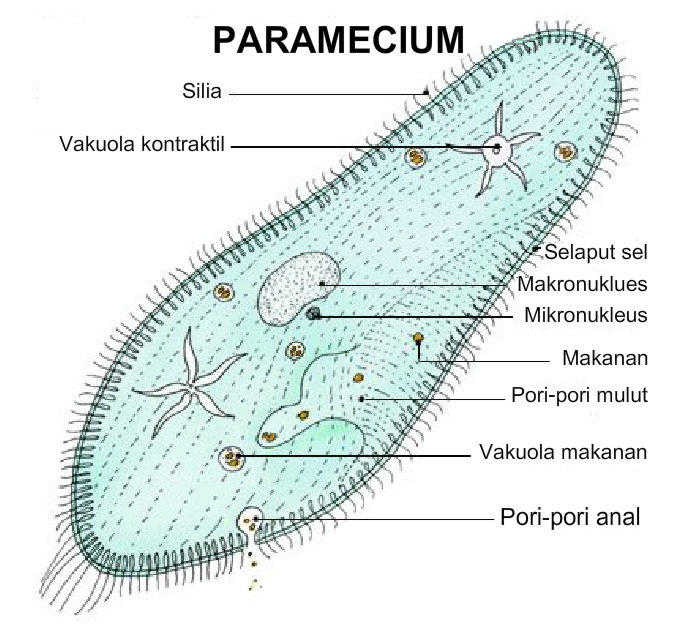 Paramecium caudatum  wayanaguspermadi